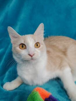 Silky -  Domestic Long Hair Cat for Adoption in Greenville, Illinois - Silky | PetCurious