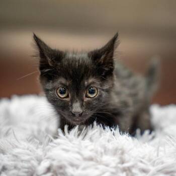 Jumba -  Domestic Short Hair Cat for Adoption in Gainesville, Georgia - Jumba | PetCurious