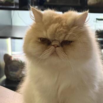 Coconut 21370 Foster Needed -  Persian Cat for Adoption in Minneapolis, Minnesota - Coconut 21370 Foster Needed | PetCurious