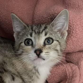 Domestic Short Hair Cats Available for Adoption in Chicago, Illinois - Carla | PetCurious