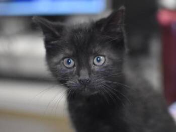 Kale -  Domestic Short Hair Cat for Adoption in Portland, Oregon - Kale | PetCurious