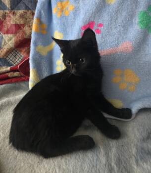Rescue Domestic Short Hair Cats for Adoption in Spotswood, New Jersey - MISTY | PetCurious