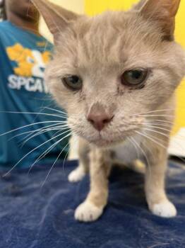 CHARLIE -  Domestic Short Hair Cat for Adoption in Raleigh, North Carolina - CHARLIE | PetCurious