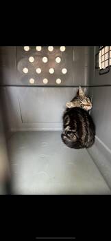 COLETTE -  Domestic Short Hair Cat for Adoption in Killeen, Texas - COLETTE | PetCurious