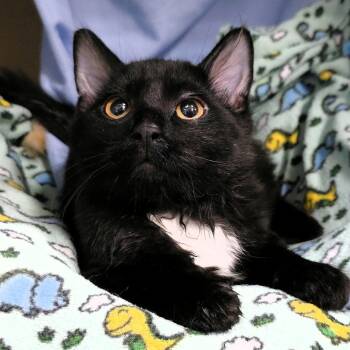 Kaboodle -  Domestic Medium Hair Cat for Adoption in Michigan City, Indiana - Kaboodle | PetCurious