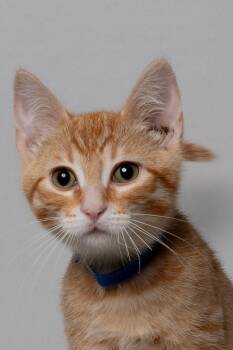 Domestic Short Hair Cats Available for Adoption in Farmington, Minnesota - Gameboy | PetCurious
