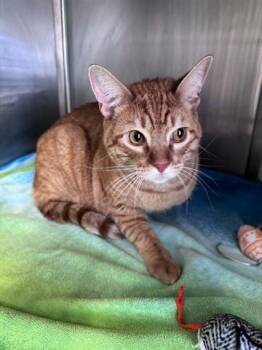 IGGY -  Domestic Short Hair Cat for Adoption in Santa Monica, California - IGGY | PetCurious