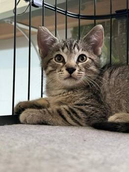 Dandelion -  Domestic Short Hair Cat for Adoption in Zephyrhills, Florida - Dandelion | PetCurious