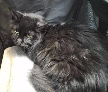 Goldie Fish -  Domestic Long Hair Cat for Adoption in New York, New York - Goldie Fish | PetCurious