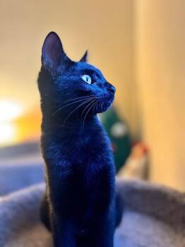 Shadow -  Domestic Short Hair Cat for Adoption in North Babylon, New York - Shadow | PetCurious