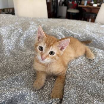 Sunny -  Tabby Cat for Adoption in Oakley, California - Sunny | PetCurious
