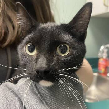 American Shorthair Cats Available for Adoption - Liam | PetCurious