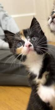 Pippa -  Calico Cat for Adoption in San Diego, California - Pippa | PetCurious