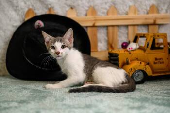 Lawson -  Domestic Short Hair Cat for Adoption in Roanoke, Texas - Lawson | PetCurious