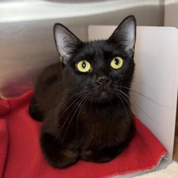 Crystal -  Domestic Short Hair Cat for Adoption in Los Angeles, California - Crystal | PetCurious