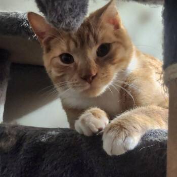 Domestic Short Hair Cats Available for Adoption - Harley, Willow Grove Area, (FCID 01/13/2026-130) | PetCurious