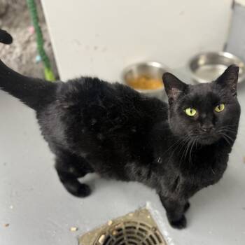 Domestic Short Hair Cats Available for Adoption - Spider | PetCurious