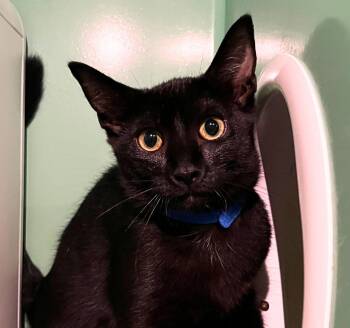 Wolfie -  Domestic Medium Hair Cat for Adoption - Wolfie | PetCurious