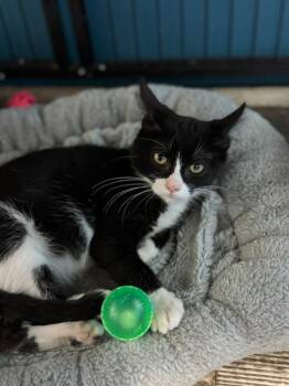 Rescue Domestic Short Hair Cats for Adoption in Algona, Iowa - Norma | PetCurious