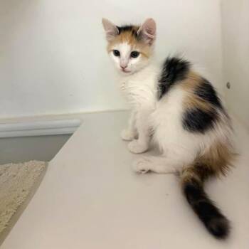 Monsoon -  Domestic Short Hair Cat for Adoption in Phoenix, Arizona - Monsoon | PetCurious