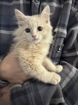 Rescue Maine Coon and Turkish Angora Cats for Adoption in Vallejo, California - Tot ( AV) | PetCurious