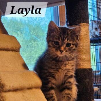 Layla -  Domestic Short Hair Cat Available for Adoption in Kenosha, Wisconsin - Layla | PetCurious