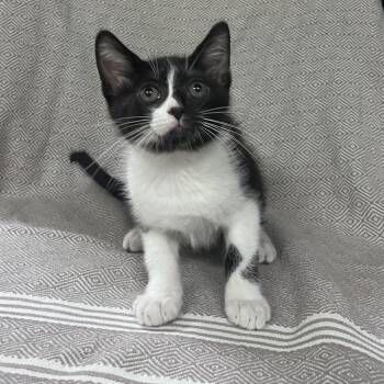 Patch -  Domestic Short Hair Cat for Adoption in Saint Charles, Missouri - Patch | PetCurious