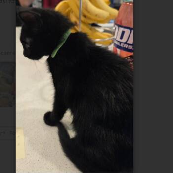 Jet -  Domestic Short Hair Cat for Adoption in League City, Texas - Jet | PetCurious