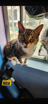 Cat- Owner Passed -  Tabby Cat for Adoption in Torrance, California - Cat- Owner Passed | PetCurious