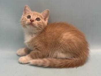Padero -  Domestic Short Hair Cat for Adoption in Golden Valley, Minnesota - Padero | PetCurious