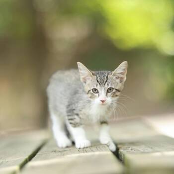 Rosemary -  Domestic Short Hair Cat for Adoption in New York, New York - Rosemary | PetCurious