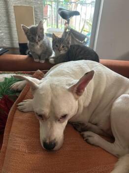 Domestic Short Hair Cats Available for Adoption in Hudson, New Hampshire - Lilu | PetCurious