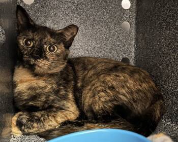 Rescue Domestic Short Hair Cats for Adoption in Raleigh, North Carolina - DEBBIE | PetCurious