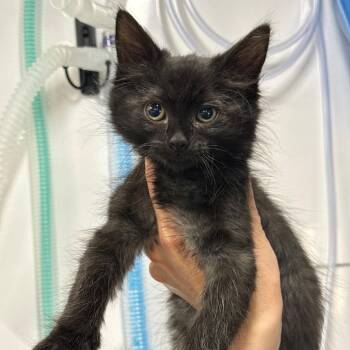 Cherry -  Domestic Short Hair Cat for Adoption in Spring Hill, Kansas - Cherry | PetCurious