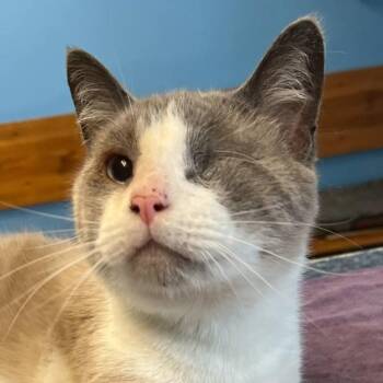 Rescue Domestic Short Hair and Snowshoe Cats for Adoption in Robinson, Illinois - Odin | PetCurious