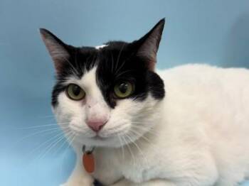Nińa -  Domestic Short Hair Cat for Adoption in Woodbury, Minnesota - Nińa | PetCurious