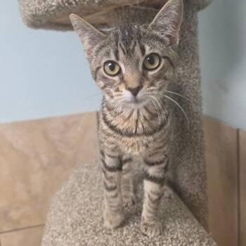 Bayla -  Domestic Short Hair Cat for Adoption in Hattiesburg, Mississippi - Bayla | PetCurious