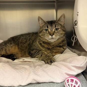 Baklava -  Domestic Short Hair Cat for Adoption in Richmond, Virginia - Baklava | PetCurious