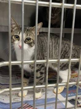 Sox $50 -  Domestic Short Hair Cat for Adoption in Seneca, South Carolina - Sox $50 | PetCurious