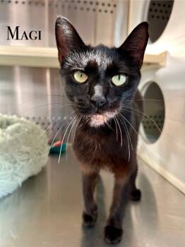 Rescue Domestic Short Hair Cats for Adoption in West Union, Ohio - Magi | PetCurious