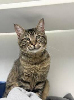 Domestic Short Hair Cats Available for Adoption in Springfield, Missouri - Tony | PetCurious