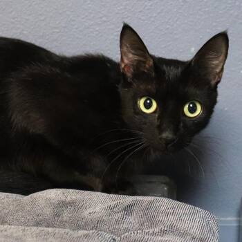 Domestic Short Hair Cats Available for Adoption in Lakeland, Florida - Amina | PetCurious