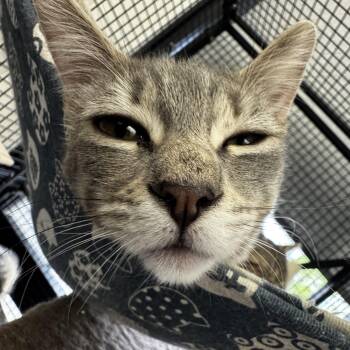 Domestic Short Hair Cats Available for Adoption in Portland, Oregon - Scone | PetCurious