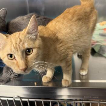 Pixie -  Domestic Short Hair Cat for Adoption in Spokane, Washington - Pixie | PetCurious