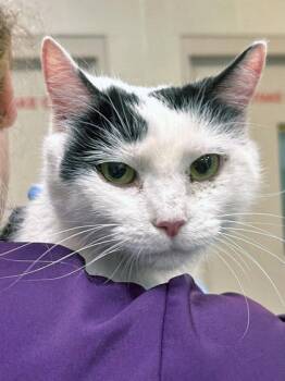 Daisy Duck -  Domestic Short Hair Cat for Adoption in Fishers, Indiana - Daisy Duck | PetCurious