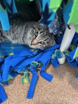 Rescue Domestic Short Hair Cats for Adoption - Jafar | PetCurious