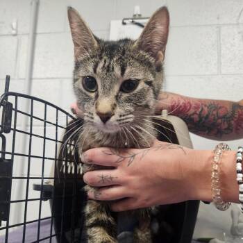 Domestic Short Hair Cats Available for Adoption in Greenville, South Carolina - Genevieve | PetCurious