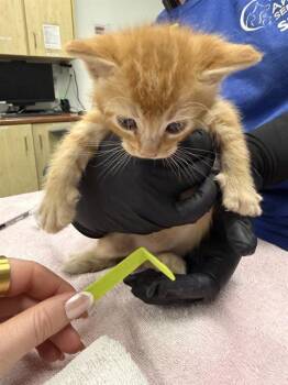 Domestic Short Hair Cats Available for Adoption in Camarillo, California - A881077 | PetCurious