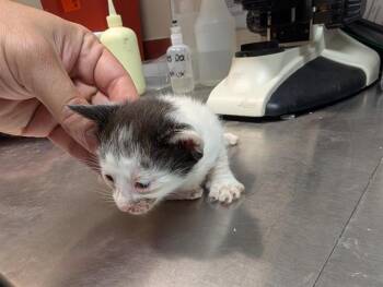 Rescue Domestic Short Hair Cats for Adoption in Houston, Texas - A635418 | PetCurious