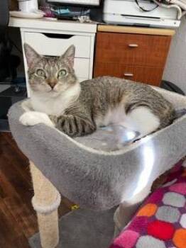 Domestic Short Hair Cats Available for Adoption in Gilbert, Arizona - Bruschetta | PetCurious